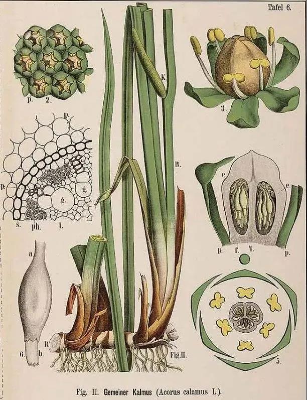 科学绘画||被子植物菖蒲科的成员